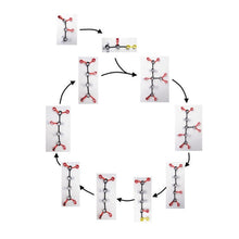 Load image into Gallery viewer, Krebs Cycle Origami Organelles model