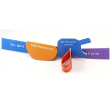 Load image into Gallery viewer, lac operon origami organelle