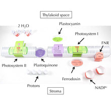 Load image into Gallery viewer, Photosynthesis Light Reactions Origami Organelles