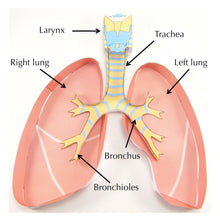 Load image into Gallery viewer, lungs origami organelle labelled