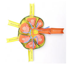 Load image into Gallery viewer, lymph node origami organelle