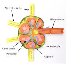 Load image into Gallery viewer, lymph node origami organelle