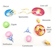 Load image into Gallery viewer, malaria origami organelle