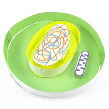 Load image into Gallery viewer, mitosis & cell cycle origami organelle