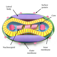 Load image into Gallery viewer, Monkeypox Virus Origami Organelle