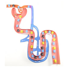 Load image into Gallery viewer, nephron model