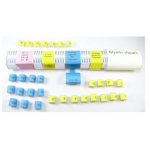 Load image into Gallery viewer, nerve impulses origami organelle