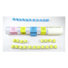 Load image into Gallery viewer, nerve impulses origami organelle