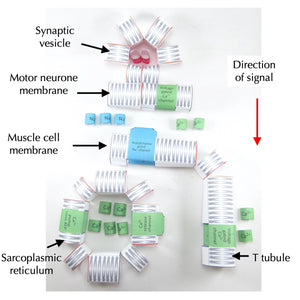 neuromuscular junctions origami organelle