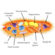 Load image into Gallery viewer, paramecium origami organelle