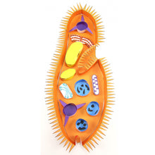 Load image into Gallery viewer, paramecium origami organelle