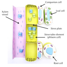 Load image into Gallery viewer, phloem origami organelle label