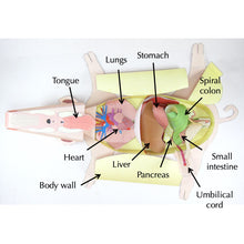Load image into Gallery viewer, fetal pig dissection origami organelle