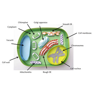 simple plant cell labelled