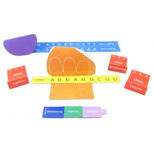 Load image into Gallery viewer, Simple Protein Synthesis