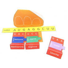 Load image into Gallery viewer, Simple Protein Synthesis