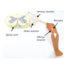 Load image into Gallery viewer, reflexes origami organelle