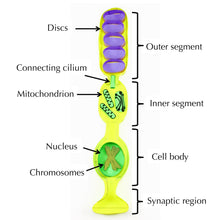 Load image into Gallery viewer, rod origami organelle