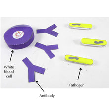 Load image into Gallery viewer, simple immune system origami organelle