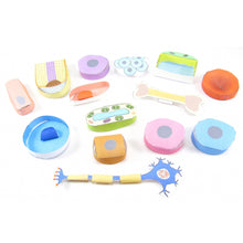 Load image into Gallery viewer, Simple stem cells origami organelle