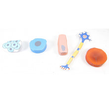 Load image into Gallery viewer, Simple stem cells origami organelle