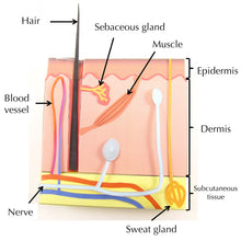 Load image into Gallery viewer, skin origami organelle