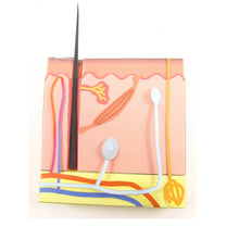 Load image into Gallery viewer, skin origami organelle