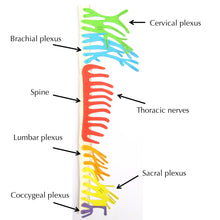 Load image into Gallery viewer, spinal nerves origami organelle