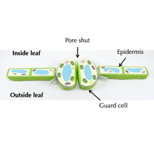 Load image into Gallery viewer, stomata origami organelle