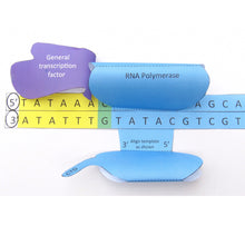 Load image into Gallery viewer, transcription origami organelle