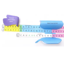 Load image into Gallery viewer, transcription origami organelle