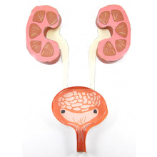 Load image into Gallery viewer, urinary system origami organelle