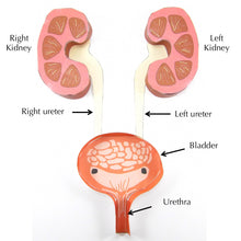 Load image into Gallery viewer, urinary system origami organelle labelled