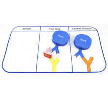 Load image into Gallery viewer, uses on monoclonal antibodies origami organelle