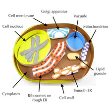 Load image into Gallery viewer, yeast cell origami organelle