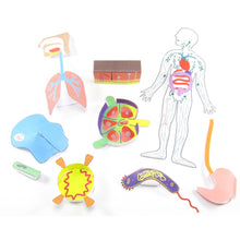 Load image into Gallery viewer, your body's defences origami organelle