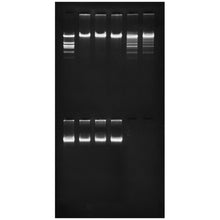 Load image into Gallery viewer, Edvotek 302 Purification of the Restriction Enzyme Eco RI