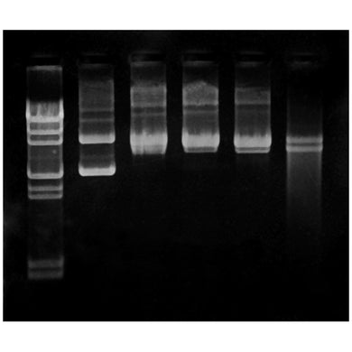 Edvotek 957 DNA Damage & Repair