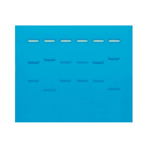 Edvotek 109 DNA Fingerprinting by Restriction Fragmentation Patterns