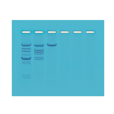 Edvotek 112 Analysis of Eco RI Cleavage Patterns of Lambda DNA