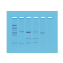 Load image into Gallery viewer, Edvotek 114 DNA Paternity Test Simulation