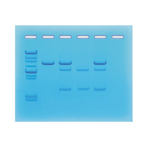 Edvotek 115 Family Pedigree Cancer Gene Detection