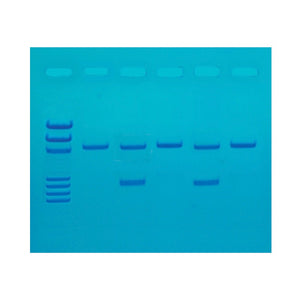 Edvotek 122 Detection of the Influenza Virus