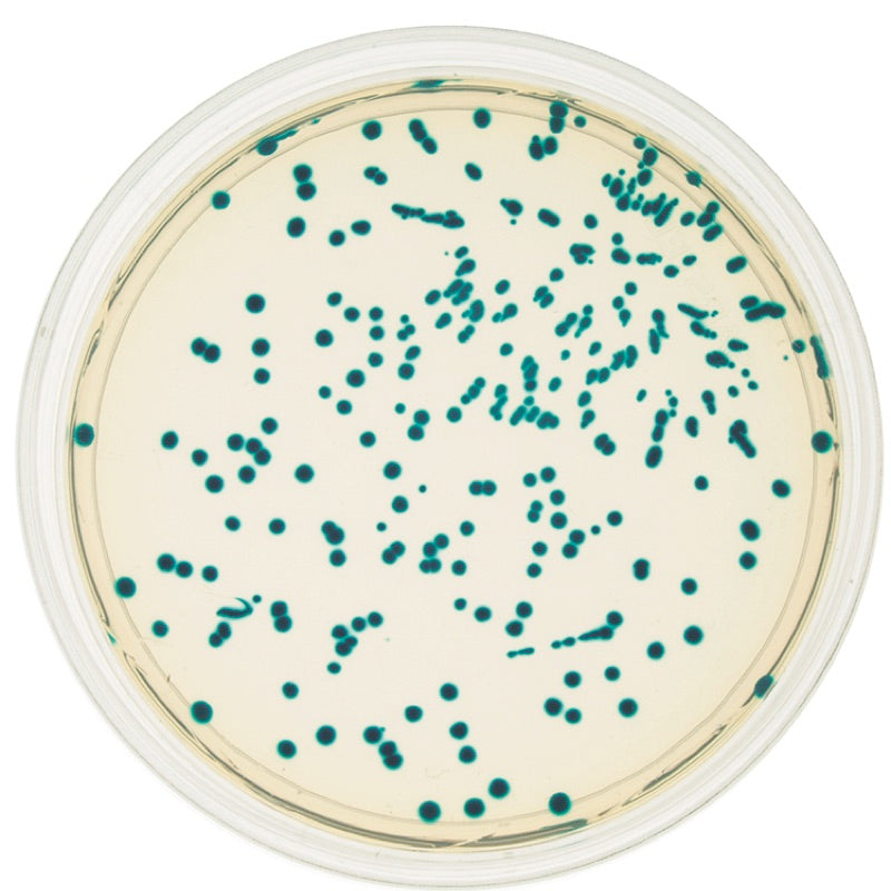 Transformation of E. coli with pGAL™ (Blue Colony) - Edvotek 221 ...