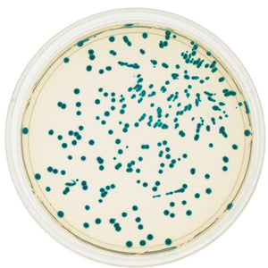 Edvotek 221 Transformation of E. coli with pGAL™ (Blue Colony)