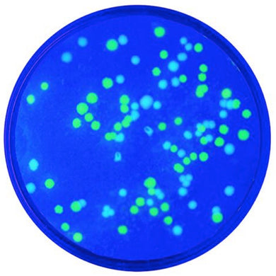 Edvotek 222 Transformation with Green & Blue Fluorescent Proteins