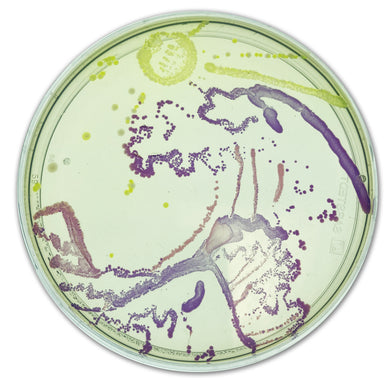 Agar Art: Creating Masterpieces with Microbes Edvotek 228