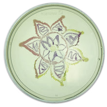 Load image into Gallery viewer, Agar Art: Creating Masterpieces with Microbes Edvotek 228