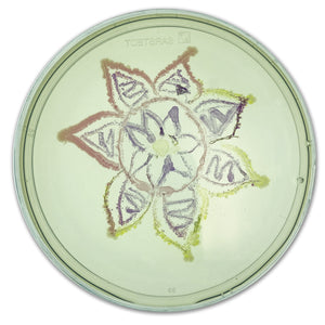 Agar Art: Creating Masterpieces with Microbes Edvotek 228