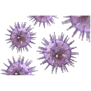 Identifying the Epstein Barr Virus Using ELISA - Edvotek 274